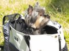 Fashion Tote Spotted Dog Carrier