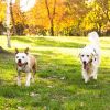 Wireless Electric Invisible Dog Fence