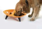 Sculpture Double Dog Bowl