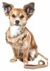 Pet Life Luxe 'Furracious' 2-In-1 Mesh Harness W/ Removable Fur Collar