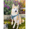 Step-In Denim Dog Harness