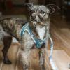Step-In Denim Dog Harness