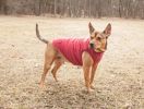 Touchdog Waggin Swag Reversible Insulated Dog Vest